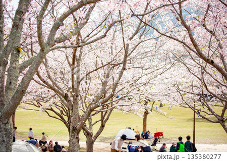 満開の桜並木と花見 135380277