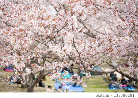 満開の桜並木と花見 135380281