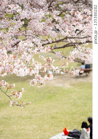 満開の桜並木と花見 満開の桜並木と花見 135380282