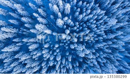 Top down aerial view of a snow covered evergreen forest in winter. Frosted trees form a natural pattern in a pristine, icy blue landscape, creating a calm, abstract and cinematic winter scene. 135380299