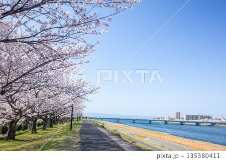 青空が広がる大分川と満開の桜並木 青空が広がる大分川と満開の桜並木 135380411