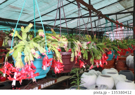 Schlumbergera truncata flower plant on hanging pot 135380412