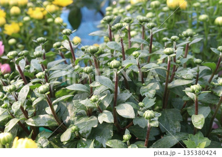 sanvitalia procumbens flower plant on farm 135380424