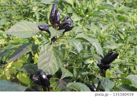 banana pepper on tree in farm for harvest banana pepper on tree in farm for harvest 135380439