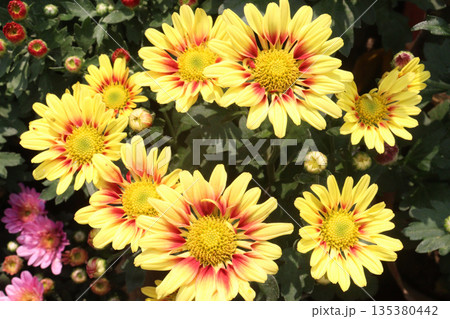 Chrysanthemum flower on farm for harvest Chrysanthemum flower on farm for harvest 135380442