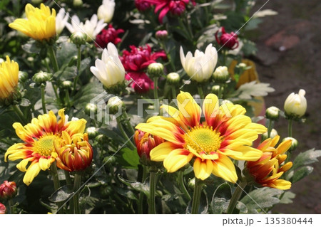 Chrysanthemum flower on farm for harvest 135380444