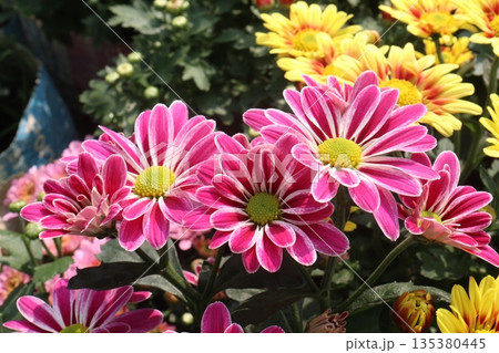 Chrysanthemum flower on farm for harvest Chrysanthemum flower on farm for harvest 135380445