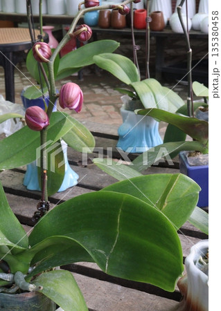 Phalaenopsis schilleriana orchid flower plant on nursery Phalaenopsis schilleriana orchid flower plant on nursery 135380458