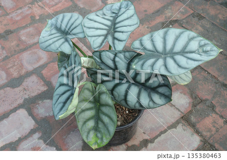 Alocasia Silver Dragon leaf plant on pot Alocasia Silver Dragon leaf plant on pot 135380463