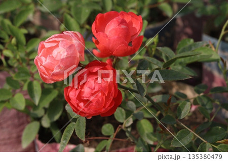 rose on tree in farm for sell 135380479