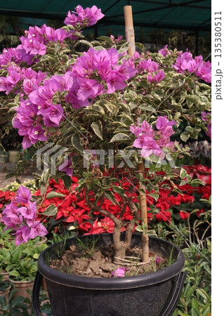 Bougainvillea flower plant on farm Bougainvillea flower plant on farm 135380511