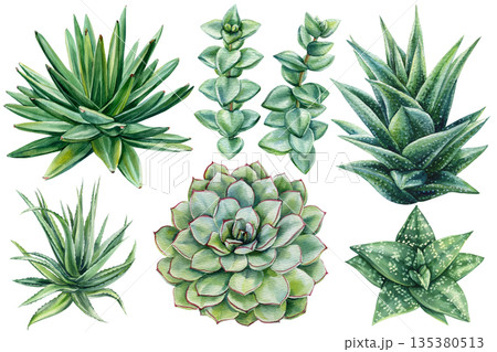 Succulent plants set watercolor with agave aloe echeveria rosettes and green leaves isolated on white Succulent plants set watercolor with agave aloe echeveria rosettes and green leaves isolated on white 135380513