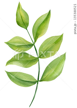 Green leafy branch watercolor sprig with soft oval leaves isolated on white for botanical wedding invitations and eco decor Green leafy branch watercolor sprig with soft oval leaves isolated on white for botanical wedding invitations and eco decor 135380521