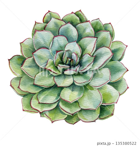 Succulent echeveria watercolor rosette with red edged green leaves isolated on white for desert garden decor and modern design Succulent echeveria watercolor rosette with red edged green leaves isolated on white for desert garden decor and modern design 135380522