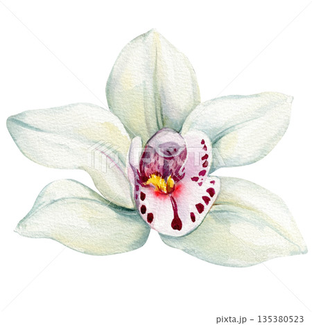White orchid flower watercolor closeup with purple spotted center isolated on white background White orchid flower watercolor closeup with purple spotted center isolated on white background 135380523