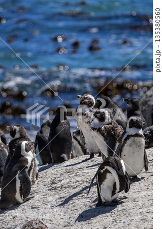 Group of cape penguin standing on rocky beach near blue ocean. African penguins Group of cape penguin standing on rocky beach near blue ocean. African penguins 135380560