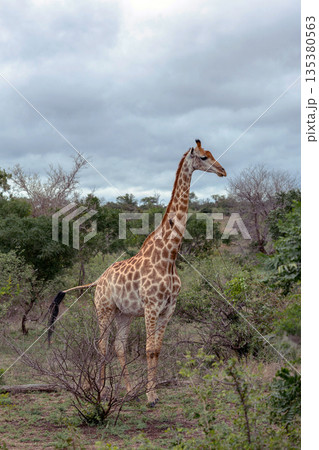 Giraffe standing tall in the african wilderness. Wildlife mammal savanna Giraffe standing tall in the african wilderness. Wildlife mammal savanna 135380563
