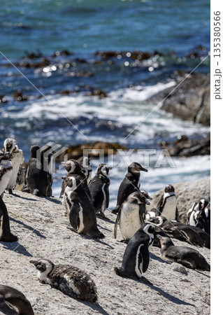 African penguin colony on rock near ocean. Wild animal conservation African penguin colony on rock near ocean. Wild animal conservation 135380566