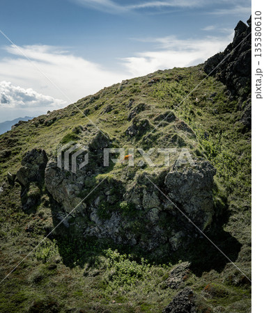 高山の草地で草を食む野生のシカ 高山の草地で草を食む野生のシカ 135380610