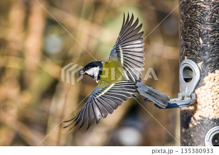 The Great Tit, Parus major from the tit family Paridae. It is easily recognisable by its black and yellow plumage The Great Tit, Parus major from the tit family Paridae. It is easily recognisable by its black and yellow plumage 135380933