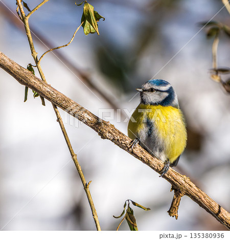 The Eurasian blue tit, Cyanistes caeruleus is a small passerine bird in the tit family, Paridae. The Eurasian blue tit, Cyanistes caeruleus is a small passerine bird in the tit family, Paridae. 135380936