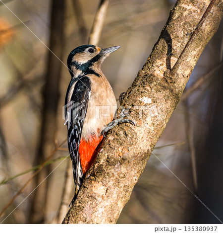 The Great Spotted Woodpecker, Dendrocopos major is sitting on the branch of tree 135380937