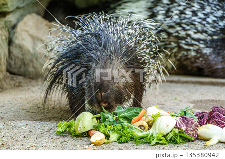 Indian crested Porcupine, Hystrix indica in a german nature park Indian crested Porcupine, Hystrix indica in a german nature park 135380942