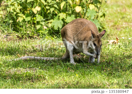 The agile wallaby, Macropus agilis also known as the sandy wallaby The agile wallaby, Macropus agilis also known as the sandy wallaby 135380947