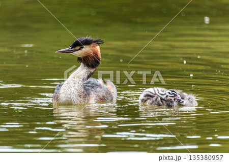 Family of Great Crested Grebe, Podiceps cristatus with beautiful orange colors, a water bird with red eyes. 135380957