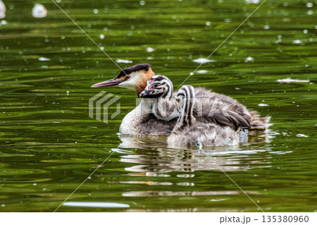 Family of Great Crested Grebe, Podiceps cristatus with beautiful orange colors, a water bird with red eyes. Family of Great Crested Grebe, Podiceps cristatus with beautiful orange colors, a water bird with red eyes. 135380960