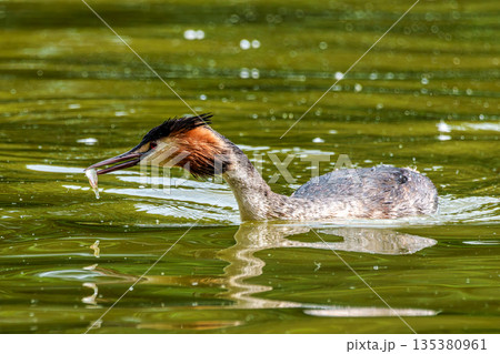 Great Crested Grebe, Podiceps cristatus has caught a fish. An adult bird feeds its young chick. 135380961
