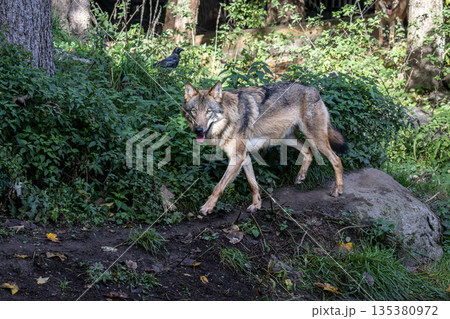European Grey Wolf, Canis lupus in a german park 135380972