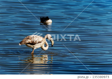 Greater Flamingo, Phoenicopterus roseus in the Ornithological park of Pont de Gau in Camargue, France 135380973