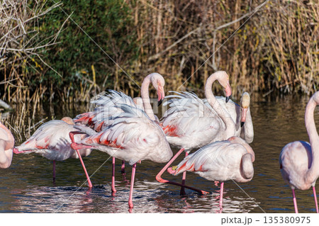 Greater Flamingo, Phoenicopterus roseus in the Ornithological park of Pont de Gau in Camargue, France Greater Flamingo, Phoenicopterus roseus in the Ornithological park of Pont de Gau in Camargue, France 135380975