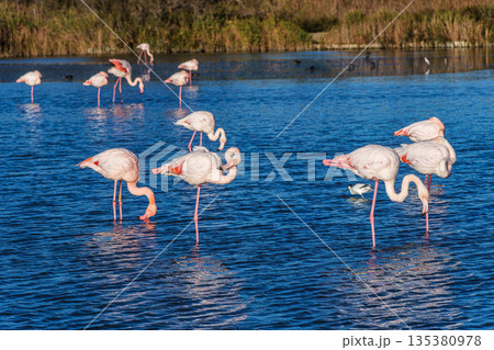 Greater Flamingo, Phoenicopterus roseus in the Ornithological park of Pont de Gau in Camargue, France Greater Flamingo, Phoenicopterus roseus in the Ornithological park of Pont de Gau in Camargue, France 135380978