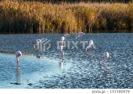 Greater Flamingo, Phoenicopterus roseus in the Ornithological park of Pont de Gau in Camargue, France Greater Flamingo, Phoenicopterus roseus in the Ornithological park of Pont de Gau in Camargue, France 135380979