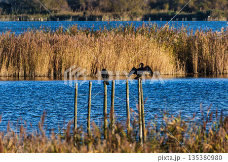 Great cormorant, Phalacrocorax carbo in the Ornithological park of Pont de Gau in Camargue, France Great cormorant, Phalacrocorax carbo in the Ornithological park of Pont de Gau in Camargue, France 135380980