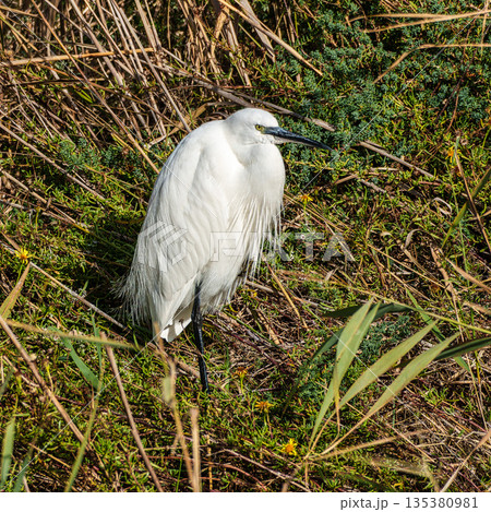 Little egret, Egretta garzetta in the Ornithological park of Pont de Gau in Camargue, France Little egret, Egretta garzetta in the Ornithological park of Pont de Gau in Camargue, France 135380981