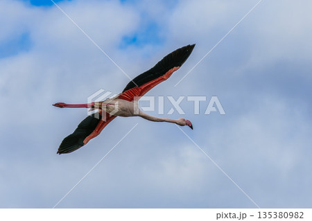 Flying Greater Flamingo, Phoenicopterus roseus in the Ornithological park of Pont de Gau in Camargue, France 135380982