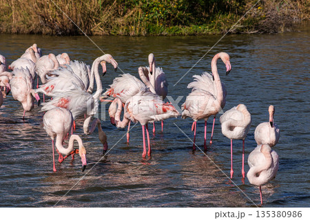 Greater Flamingo, Phoenicopterus roseus in the Ornithological park of Pont de Gau in Camargue, France Greater Flamingo, Phoenicopterus roseus in the Ornithological park of Pont de Gau in Camargue, France 135380986
