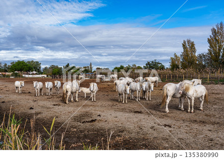 Camargue Horses at Saintes Marie de la Mer in France, Provence-Alpes-Cote d'Azur 135380990