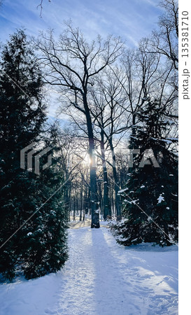Scenic winter forest landscape with tall pine trees covered in thick white snow on a calm day Scenic winter forest landscape with tall pine trees covered in thick white snow on a calm day 135381710