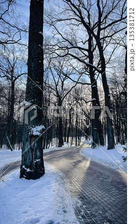 Sunlight hitting a snowy stone path winding through a quiet winter park with tall bare trees Sunlight hitting a snowy stone path winding through a quiet winter park with tall bare trees 135381712