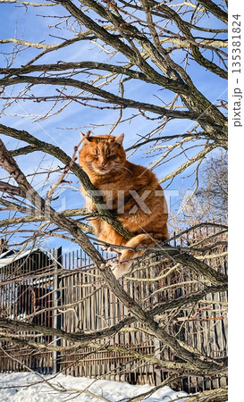 Cute ginger cat sitting on bare tree branches against blue sky and snow in winter garden 135381824