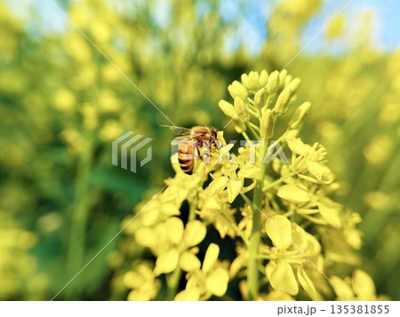 ミツバチと菜の花のクローズアップ ミツバチと菜の花のクローズアップ 135381855