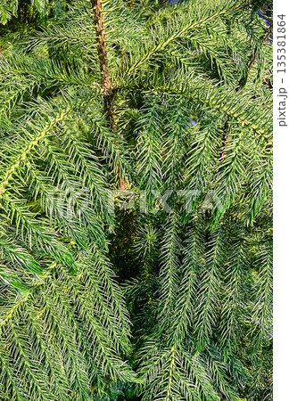 Close-up texture of lush green coniferous branches with sharp needles of a decorative pine tree 135381864