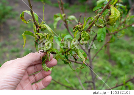 Curling of the young leaves of the peach tree Curling of the young leaves of the peach tree 135382105