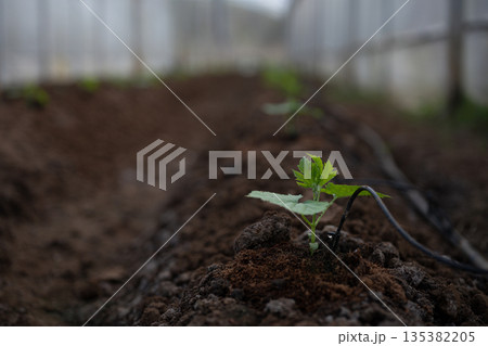 Seedling with irrigation system Seedling with irrigation system 135382205