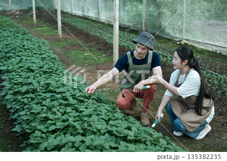 An experienced grower teaching a young girl farmer inside a shaded greenhouse An experienced grower teaching a young girl farmer inside a shaded greenhouse 135382235