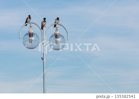 birds on city lamp. Urban scene, sky background birds on city lamp. Urban scene, sky background 135382541